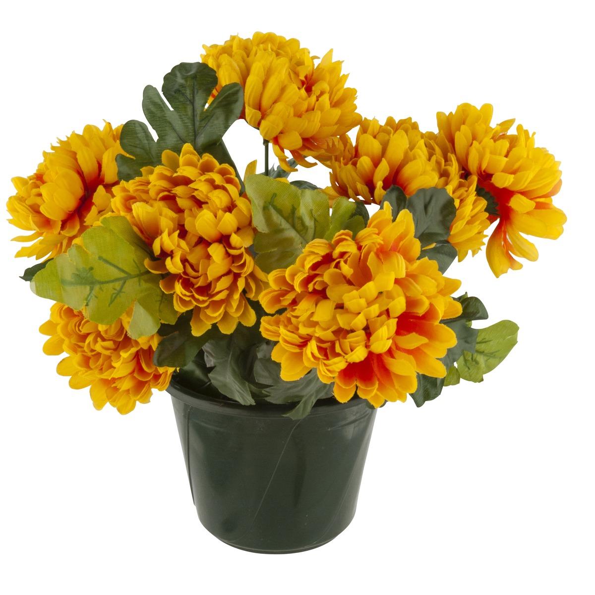 Potée de 7 chrysanthèmes - Feu - Hauteur : 40 cm