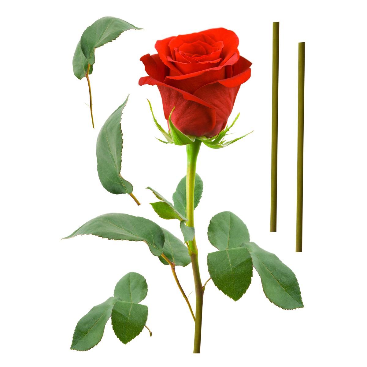 Sticker coloré Fleurs - 50 x 70 cm - Modèle Roses