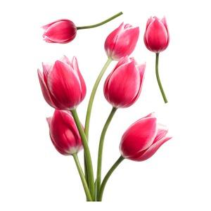 Sticker coloré Fleurs - 50 x 70 cm - Modèle Tulipes