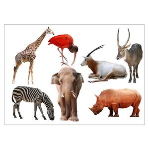 Sticker coloré Afrique - 50 x 70 cm - Modèle Animaux de la Savane