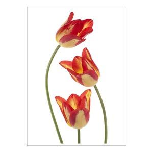 Sticker coloré Fleurs - 50 x 70 cm - Modèle Tulipes Rouges