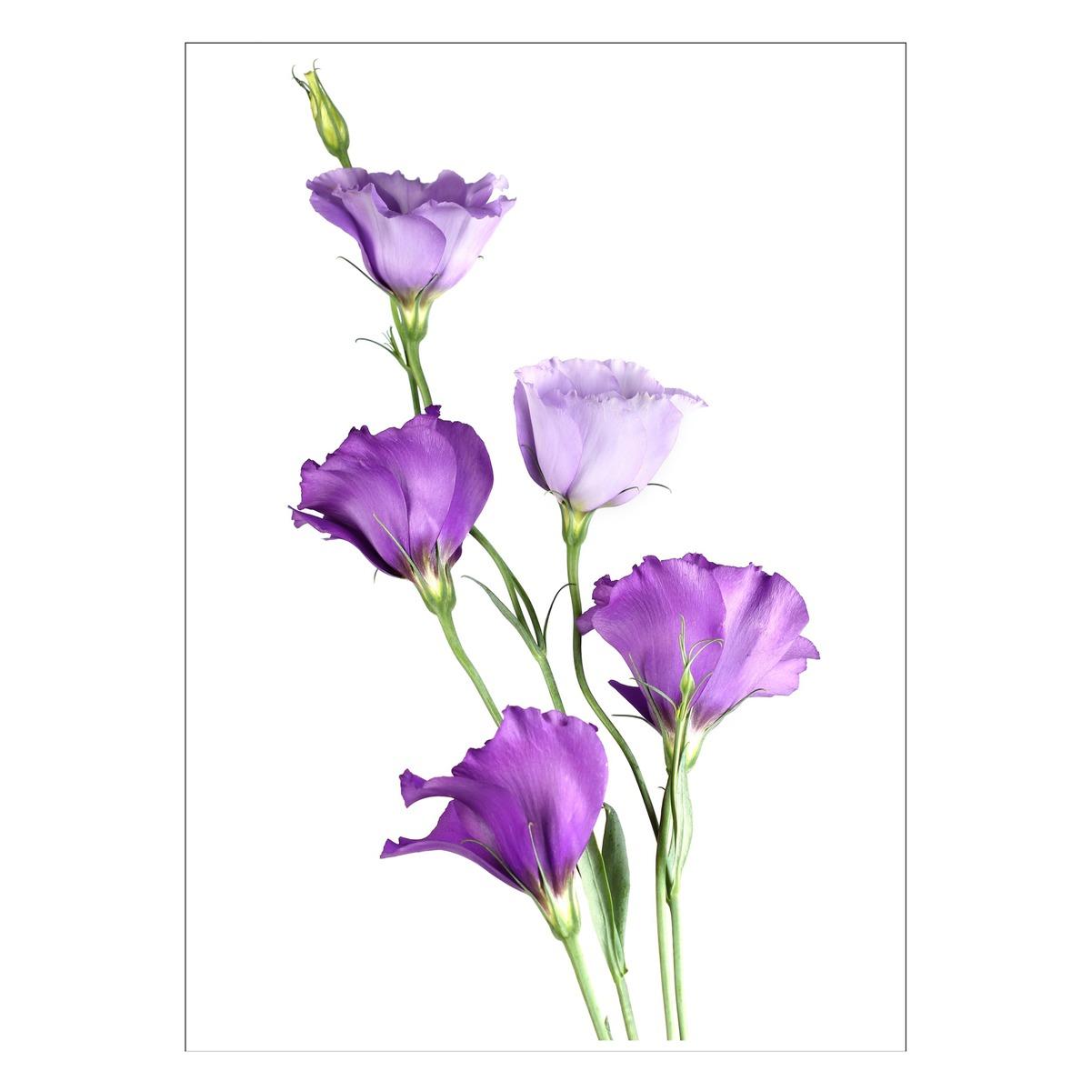 Sticker coloré Fleurs - 50 x 70 cm - Modèle Clochettes Violettes