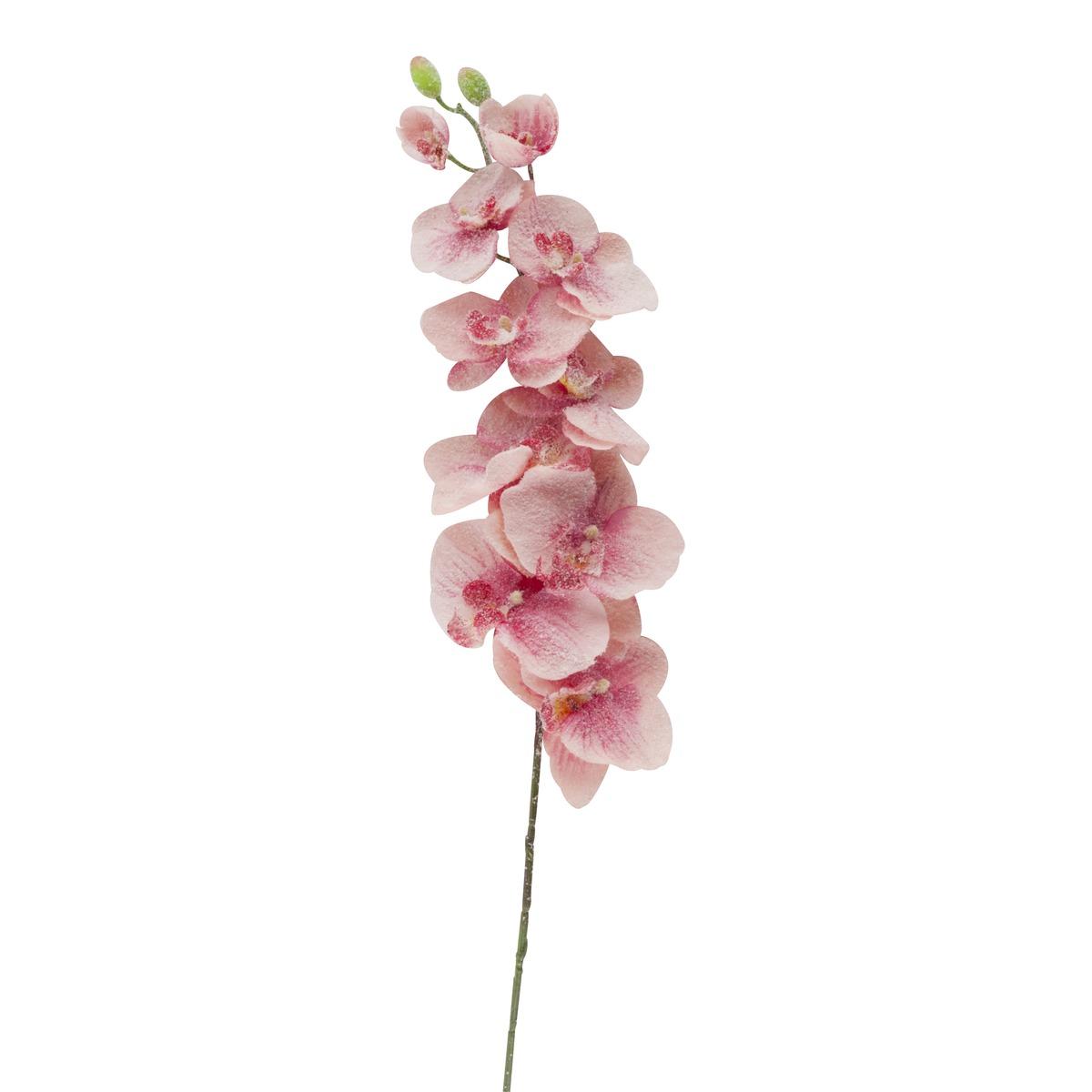 Tige orchidée givrée - Hauteur 110 cm - Différents modèles