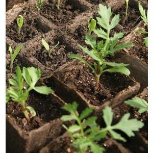 16 pots en tourbe carrés - Tourbe naturelle - 5 x 5 x H 5 cm - Marron