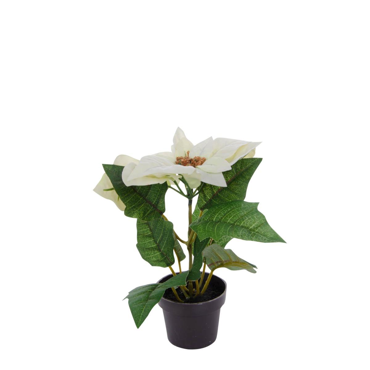 Potée poinsettia - Hauteur 20 cm - Différents coloris