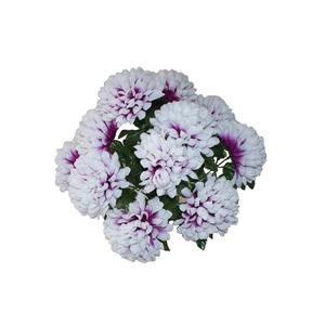 Piquet 12 chrysanthèmes boule - Hauteur 50 cm - Violet lavande