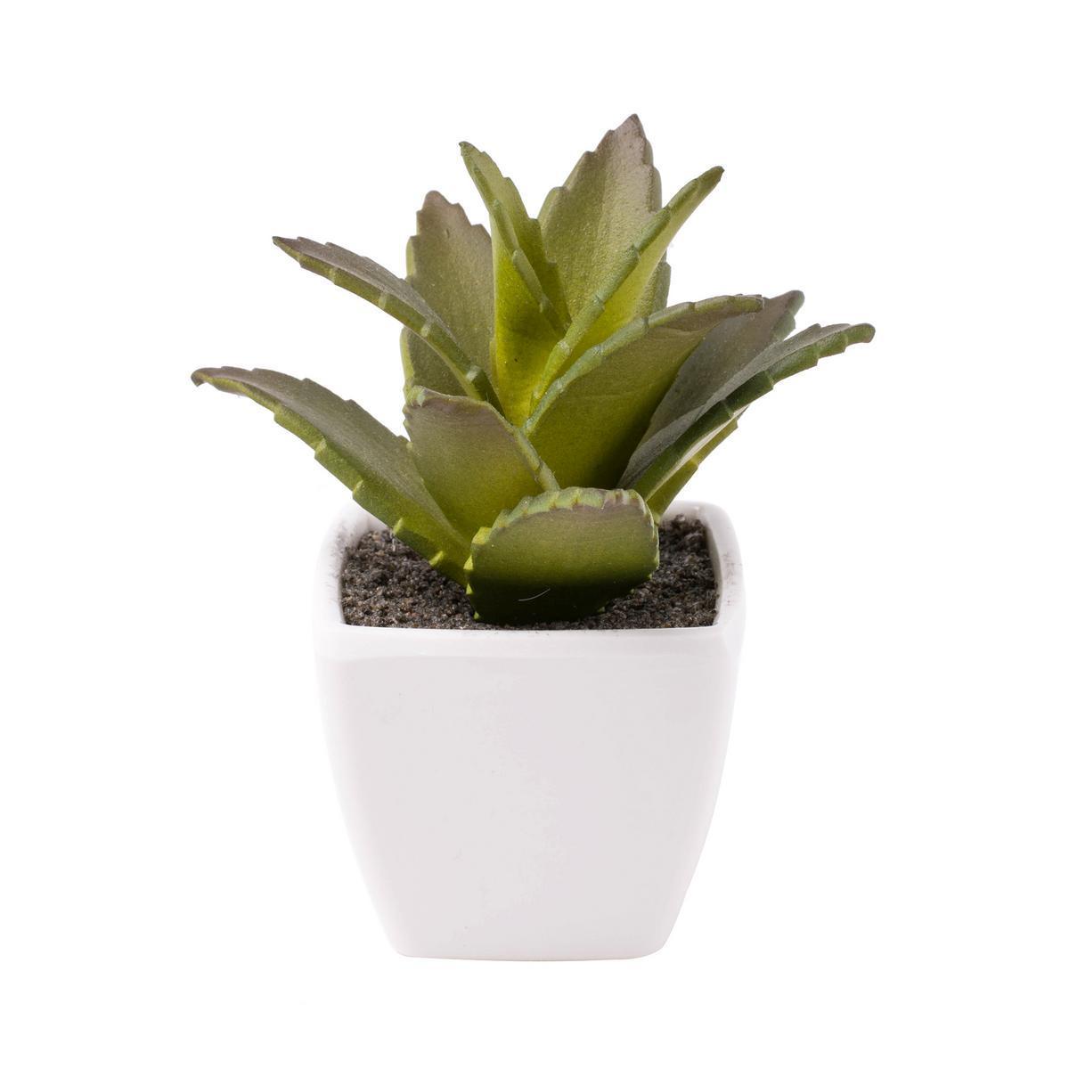 Cactus ou succulente en pot - H 12 à 14 cm - Plastique - 2 modèles au choix