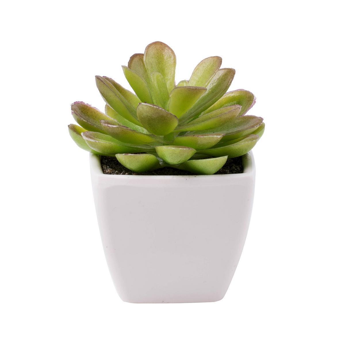 Succulente en pot - Plastique - 2 modèles au choix