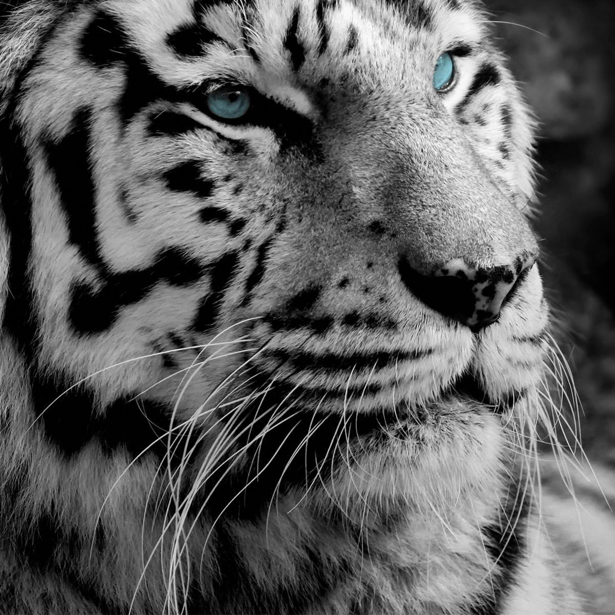 Tableau photo tigre - MDF - 65 x 2,2 x H 65 cm - Noir et blanc