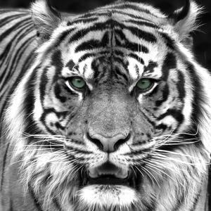 Tableau photo tigre - MDF - 65 x 2,2 x H 65 cm - Noir et blanc
