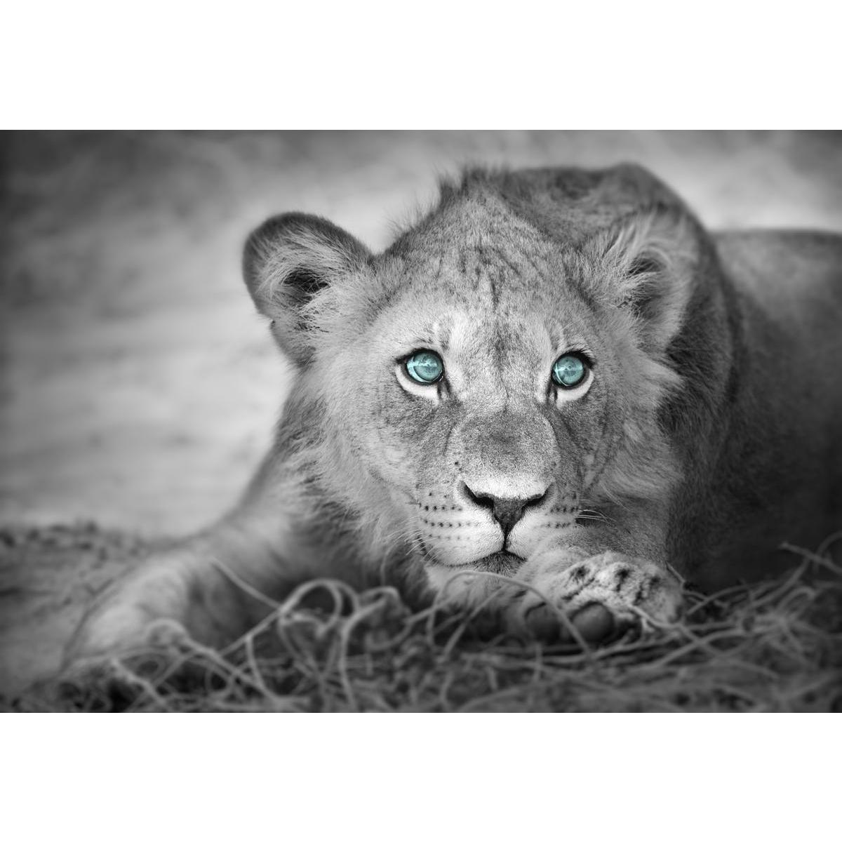 Tableau photo lion - MDF - 45 x 2,2 x H 65 cm - Noir et blanc