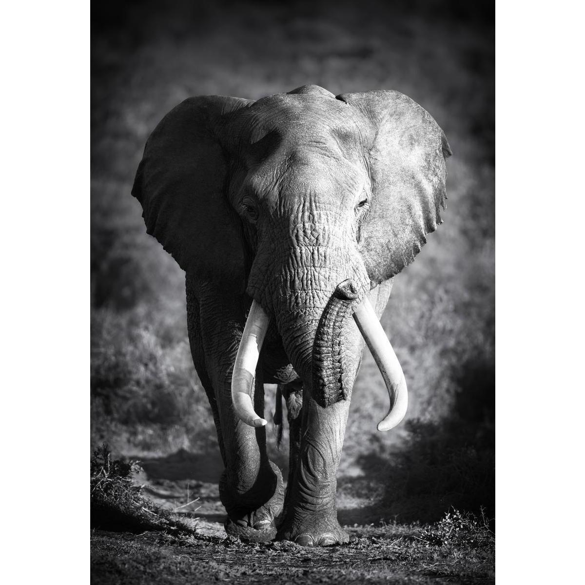 Tableau photo éléphant - MDF - 45 x 2,2 x H 65 cm - Noir et blanc