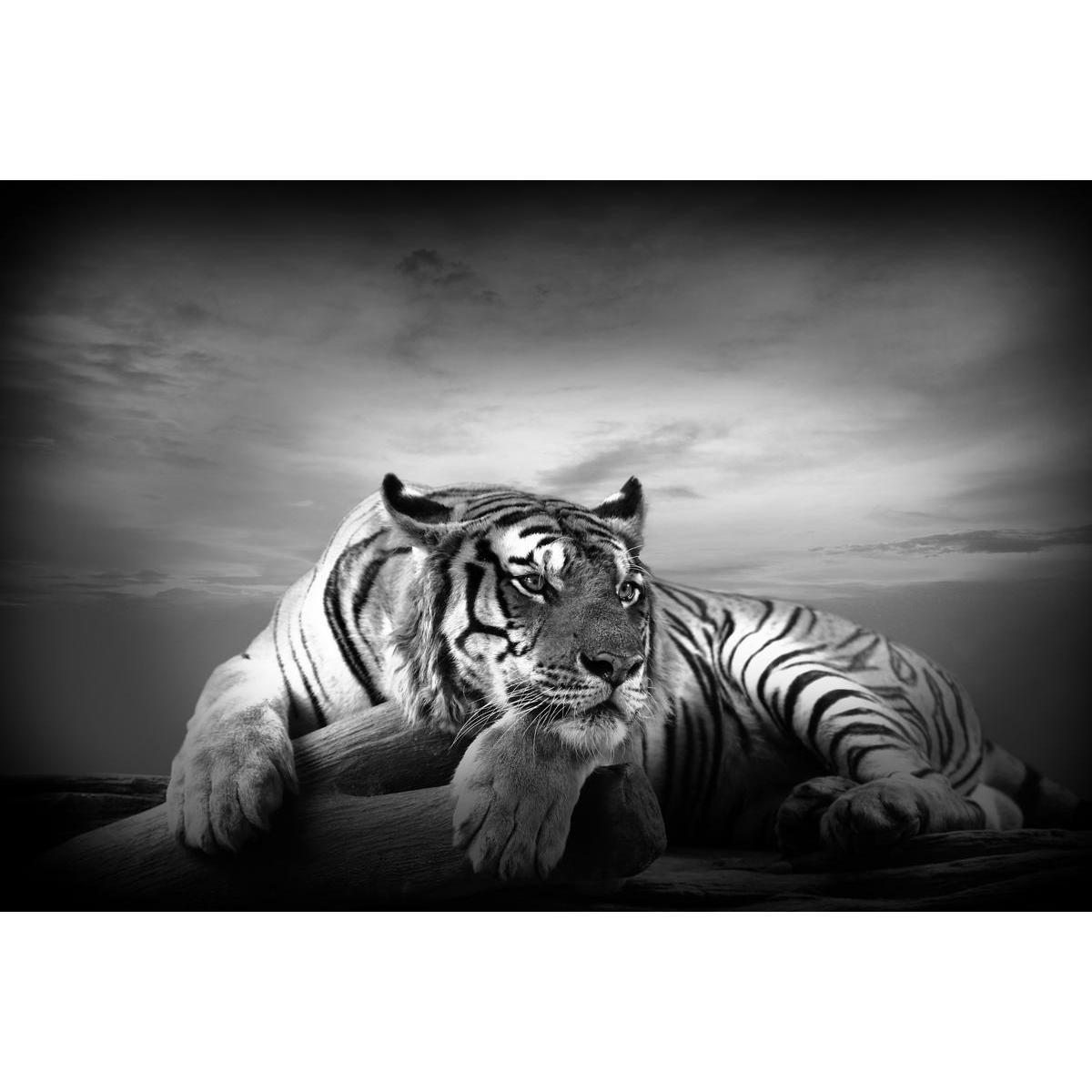 Tableau photo tigre - MDF - 97 x 2,2 x H 65 cm - Noir et blanc