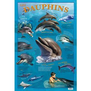 Poster dauphins - - Papier plastifié - 76 x 52 cm - Multicolore