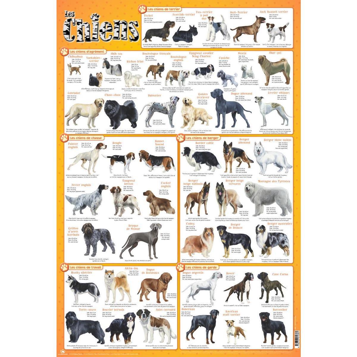 Poster chiens - Papier plastifié - 76 x 52 cm - Multicolore