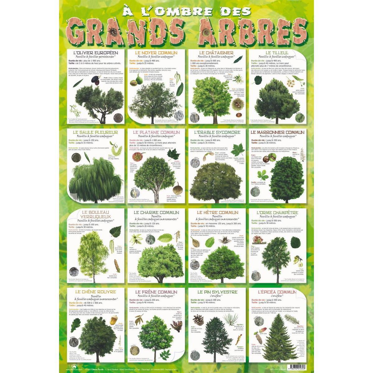 Poster arbres - Papier plastifié - 76 x 52 cm - Multicolore