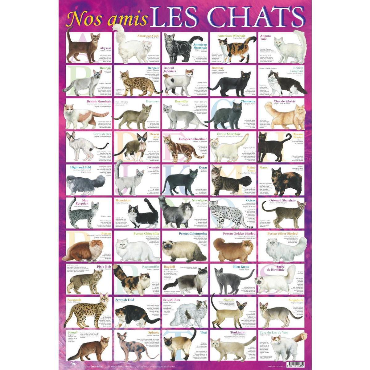 Poster chats - Papier plastifié - 76 x 52 cm - Multicolore