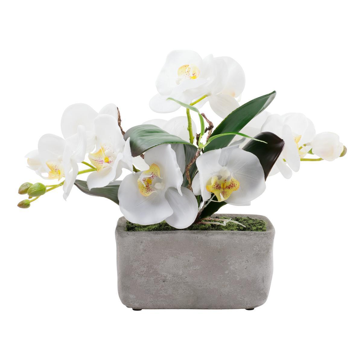 Orchidée en pot - Polyester et ciment - 35 x H 28 cm - Rose ou blanc