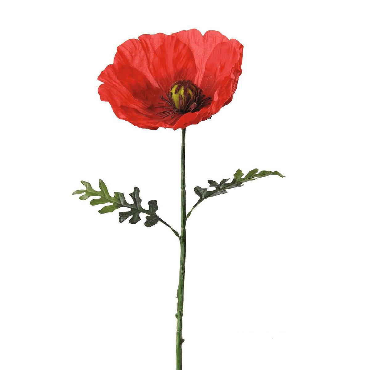 Tige coquelicot géant - H 1 m