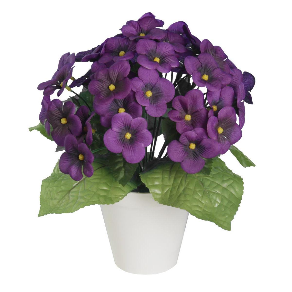 Violettes en pot