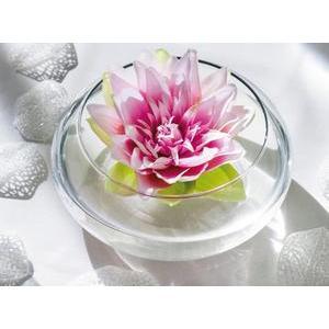 Lotus flottant - Rose ou blanc