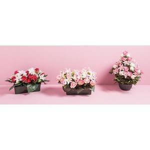 Jardinière de pivoines et de lys - 3 assortiments