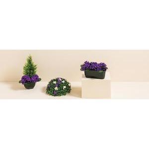 Jardinière de violettes - Différents modèles