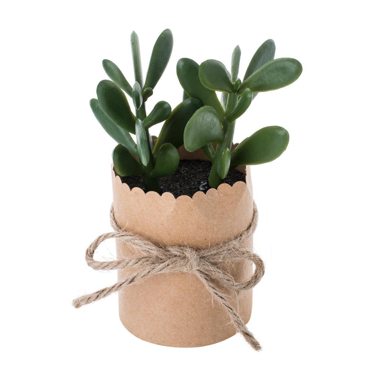 Succulente dans un pot en papier kraft