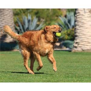 Lanceur de balles pour chien