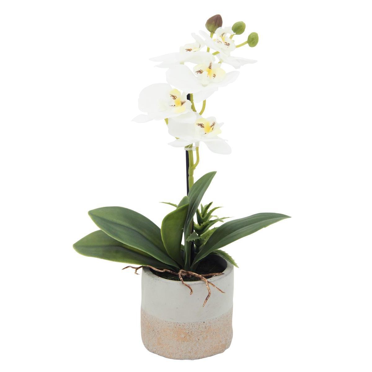 Orchidée dans son pot