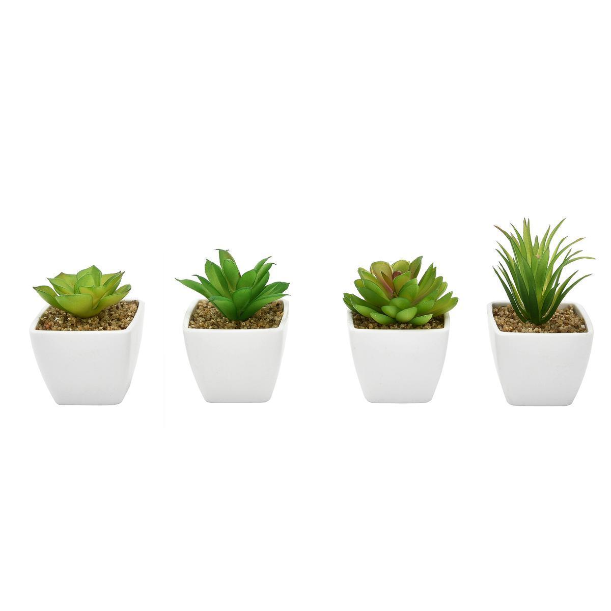 Succulente en pot - Différents modèles