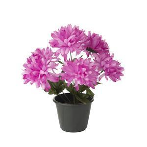 Chrysanthèmes en pot - ø 30 x H 40 cm - Différents modèles