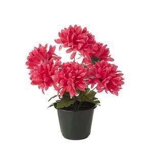 Chrysanthèmes en pot - ø 30 x H 40 cm - Différents modèles