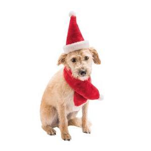 Écharpe et chapeau de Noël pour chien