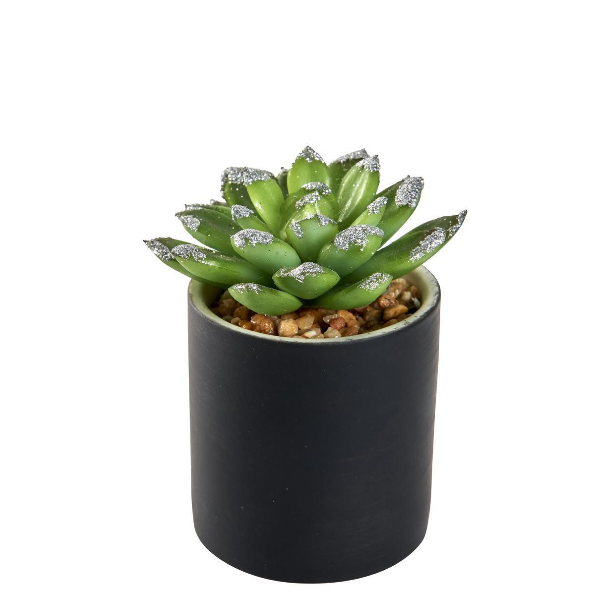 Succulente pailletée en pot - Différents modèles