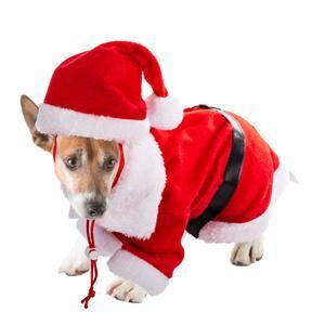 Déguisement de Noël pour chien