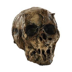 Crâne momifié - L 14 x H 17 x 20 cm - Marron
