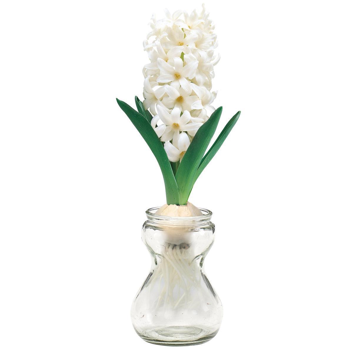 Jacinthe naturelle + vase - H 16 cm