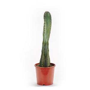 Cactus naturel - H 55/70 cm - Différents modèles