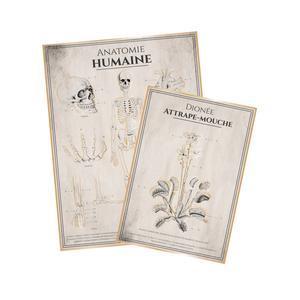 2 affiches anatomie humaine - 21 x L 30 cm