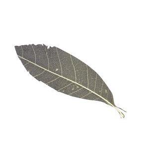 12 feuilles naturelles décoratives - 13 cm - Beige