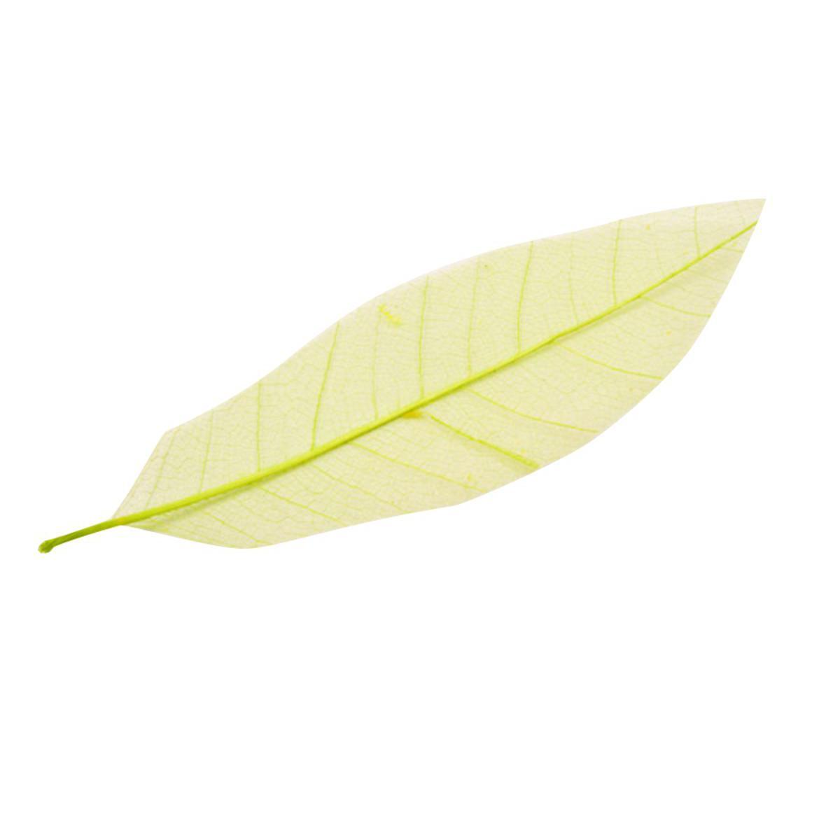 12 feuilles naturelles décoratives - 13 cm - Vert