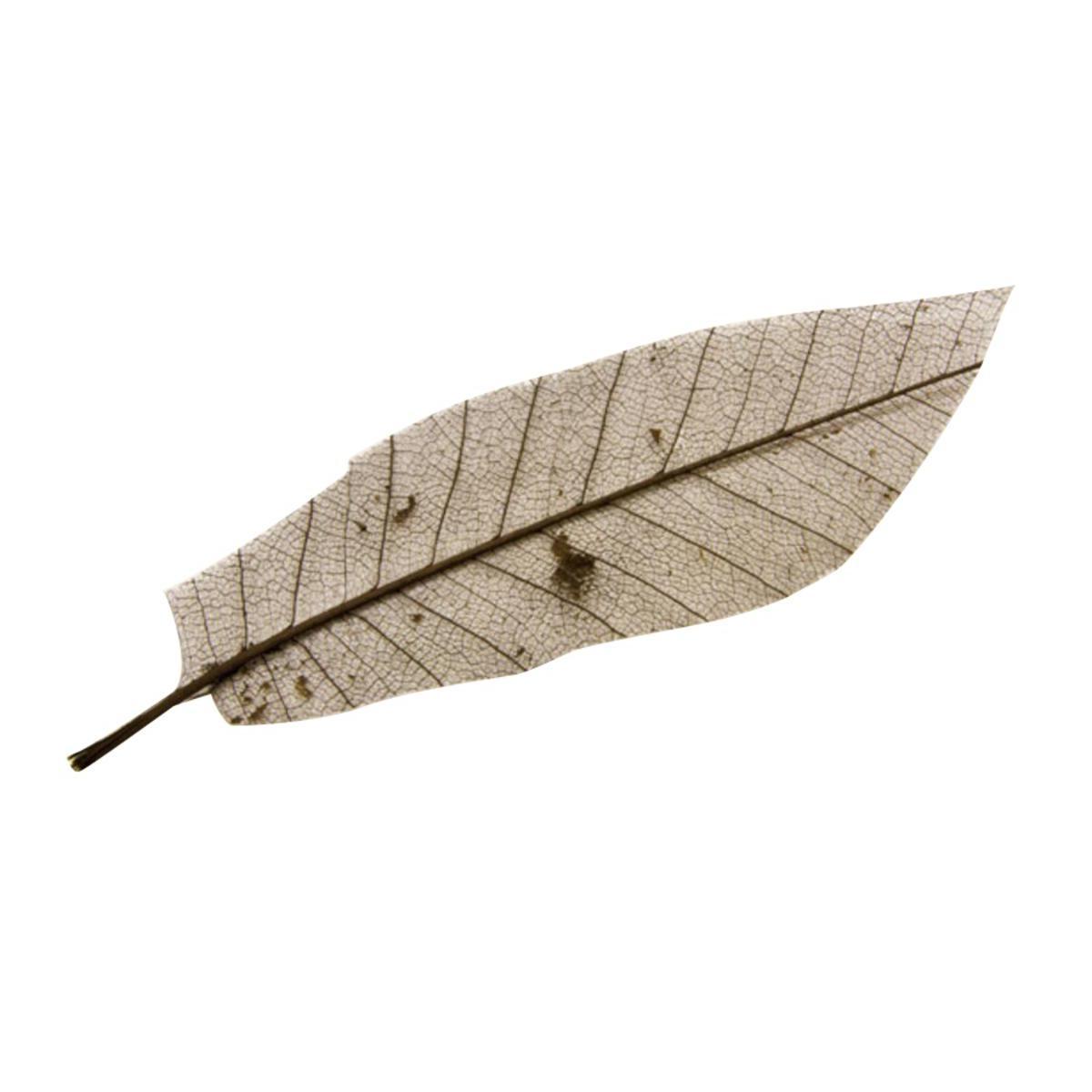 12 feuilles naturelles décoratives - 13 cm - Marron