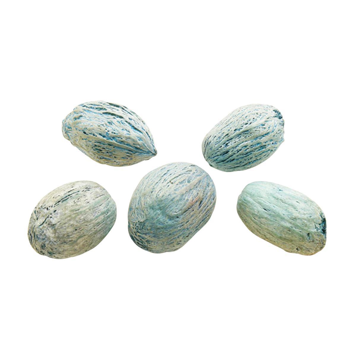 Graines décoratives colorées type noix - Végétal - 4 x 2,5 cm - Bleu turquoise
