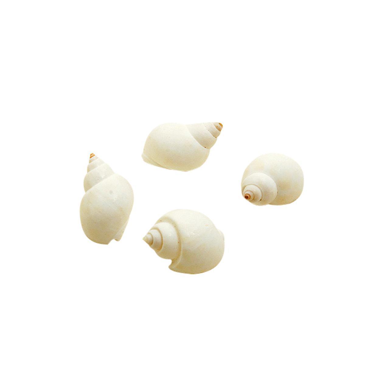 Coquillages décoratifs - Coquillage - ø 2 cm - Blanc