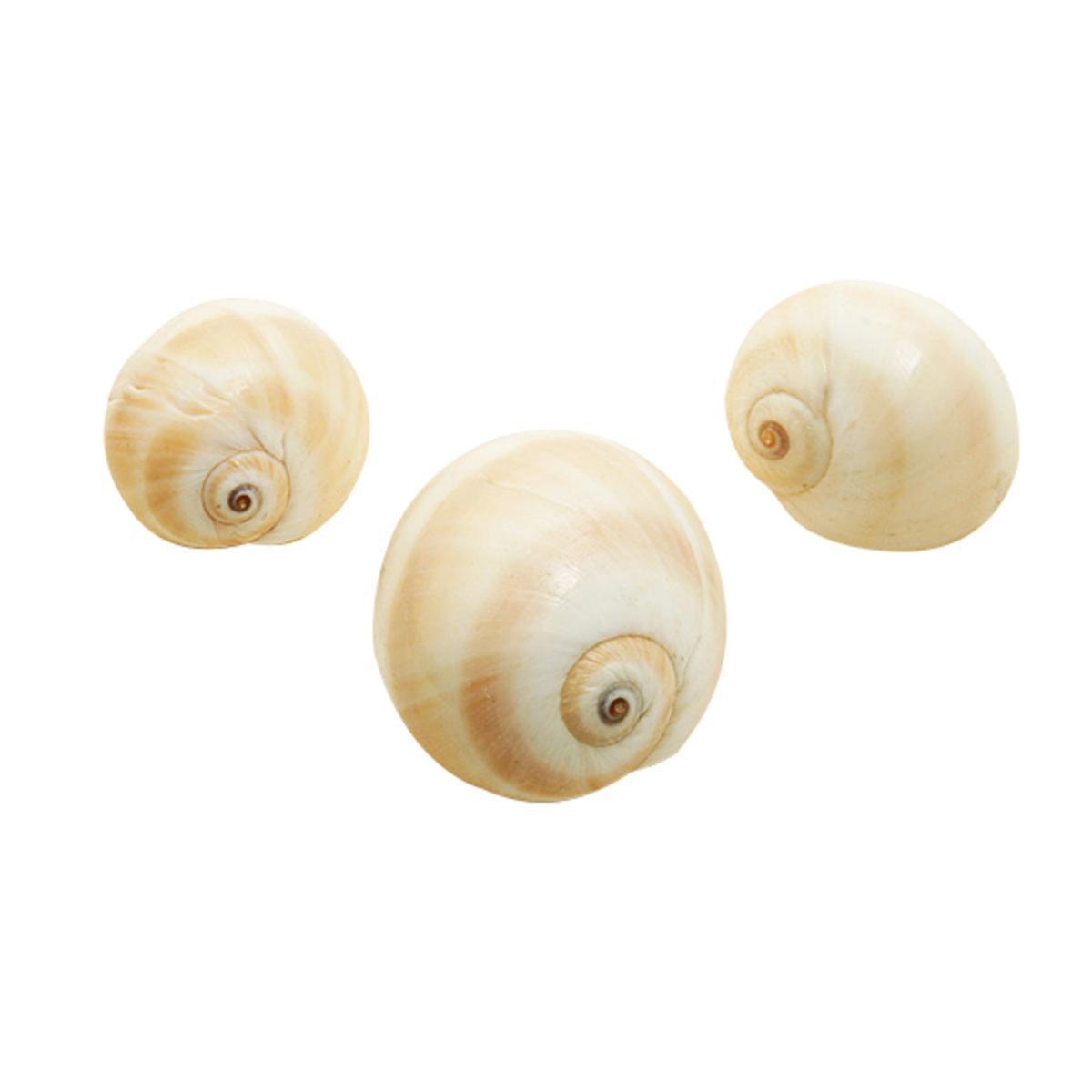 Coquillages décoratifs - Coquillage - - ø 1,5 cm - Beige