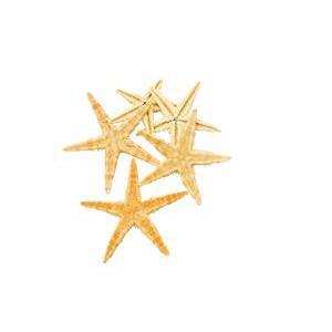 Etoiles de mer - sachet de 10g - Beige