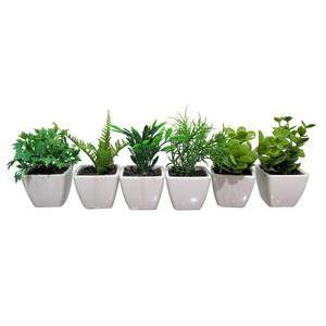Mini plante grasse - H 10 cm - Différents modèles