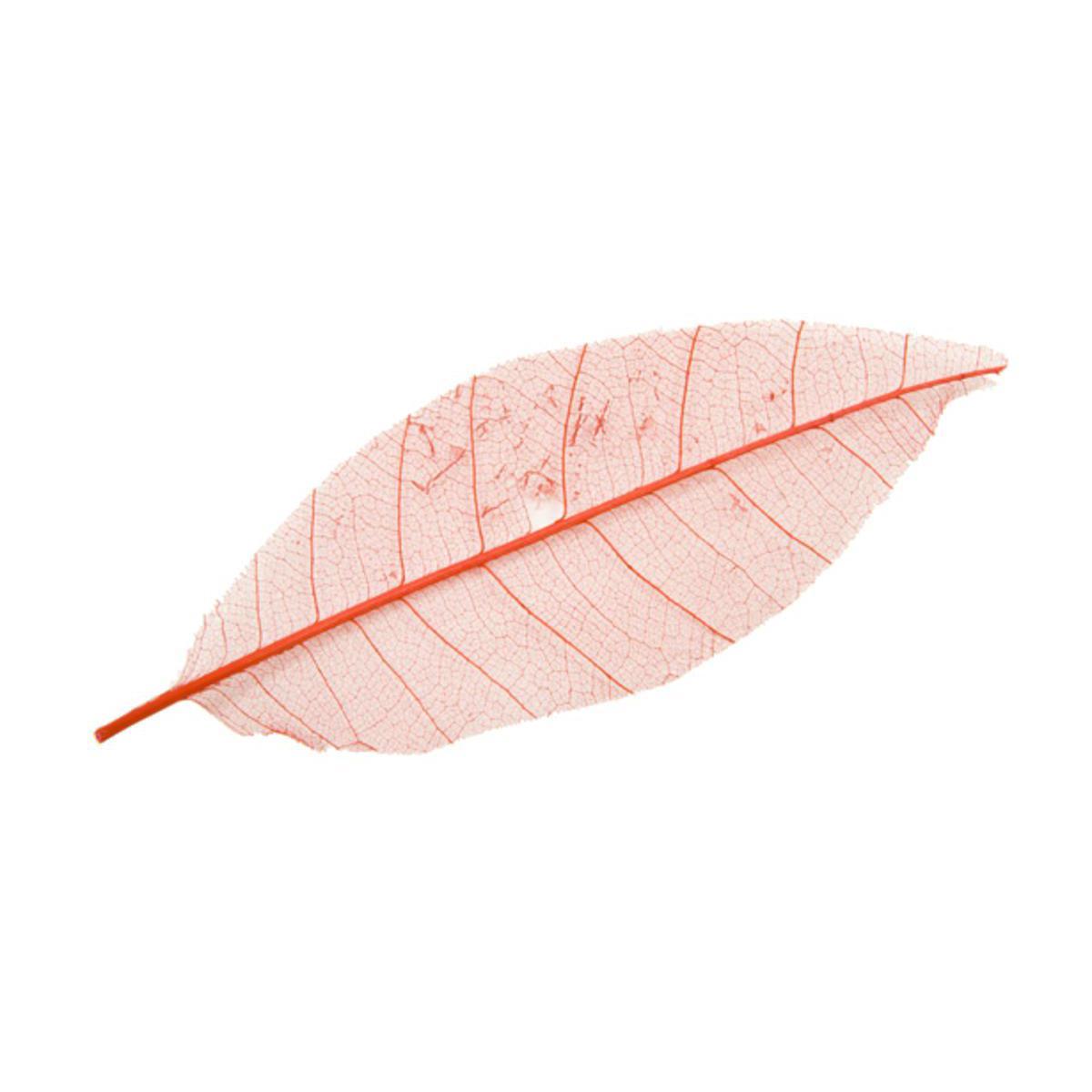 12 feuilles naturelles décoratives - 17 cm - Rouge