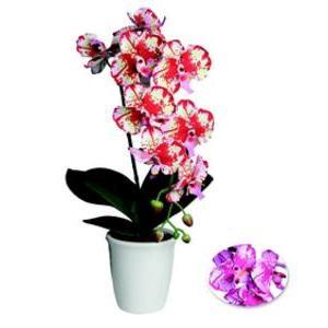 Orchidée en pot - H 60 cm